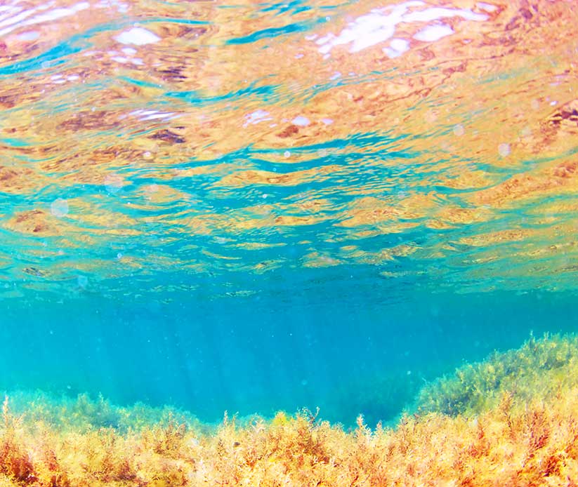 Biological Monitoring Services Marine Construction